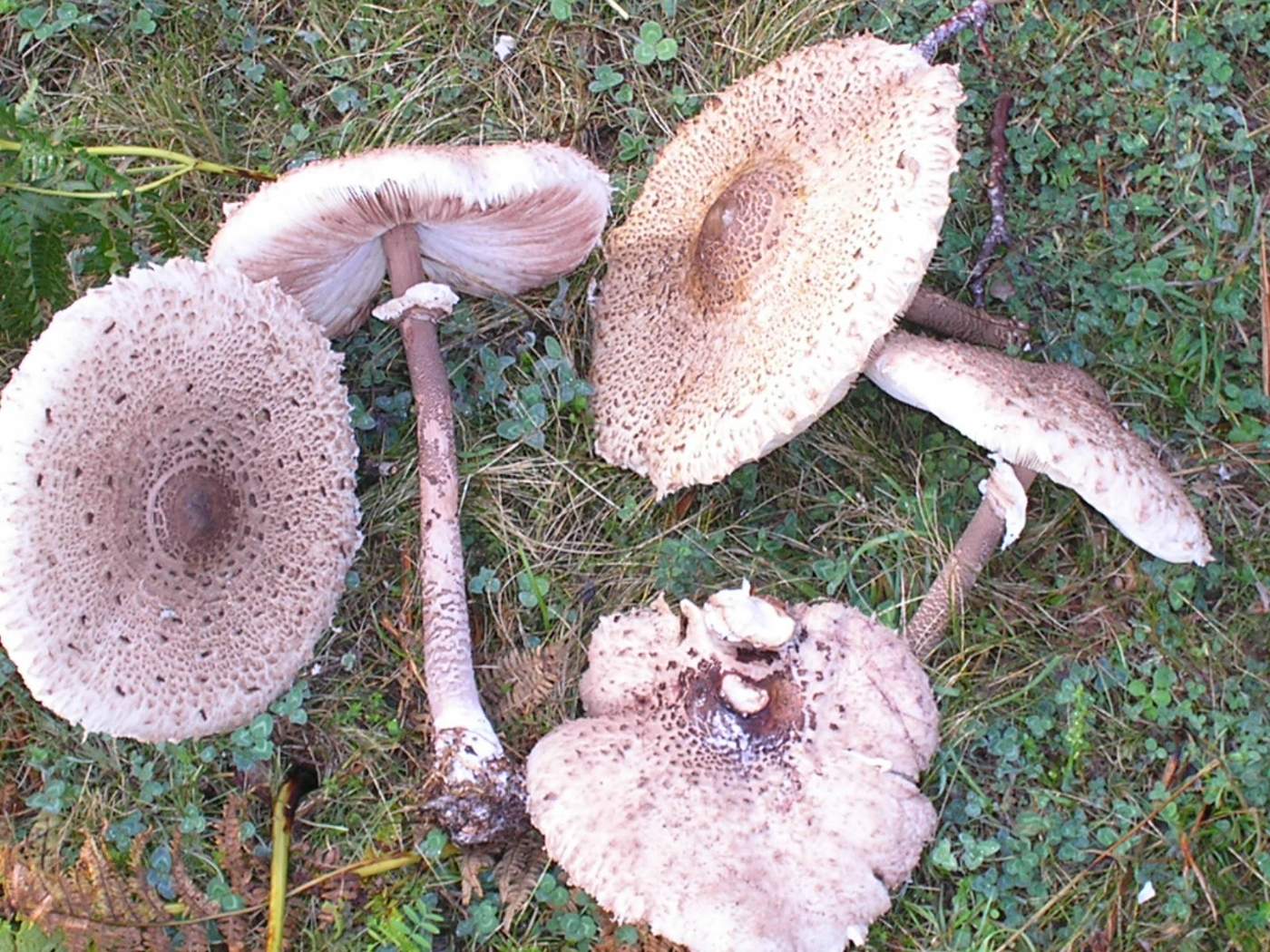 macrolepiota e porcini